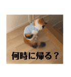 パルムちゃんと一緒（個別スタンプ：12）