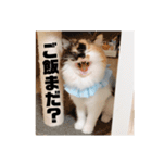 パルムちゃんと一緒（個別スタンプ：13）