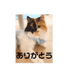 パルムちゃんと一緒（個別スタンプ：14）