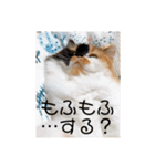 パルムちゃんと一緒（個別スタンプ：15）