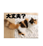 パルムちゃんと一緒（個別スタンプ：16）