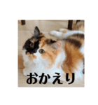 パルムちゃんと一緒（個別スタンプ：17）