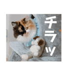 パルムちゃんと一緒（個別スタンプ：19）