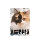 パルムちゃんと一緒（個別スタンプ：21）