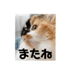 パルムちゃんと一緒（個別スタンプ：24）