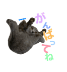 とろろの日常2（個別スタンプ：3）