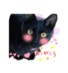 うちの黒猫レモンぷち2☺（個別スタンプ：4）