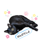 うちの黒猫レモンぷち2☺（個別スタンプ：6）