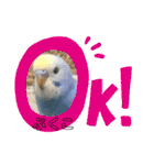 インコぷくこのスタンプ（個別スタンプ：3）