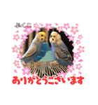 インコぷくこのスタンプ（個別スタンプ：5）