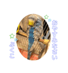 インコぷくこのスタンプ（個別スタンプ：10）