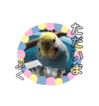 インコぷくこのスタンプ（個別スタンプ：11）
