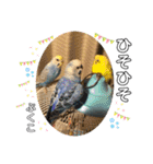 インコぷくこのスタンプ（個別スタンプ：12）
