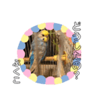 インコぷくこのスタンプ（個別スタンプ：13）