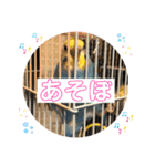 インコぷくこのスタンプ（個別スタンプ：14）