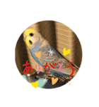 インコぷくこのスタンプ（個別スタンプ：15）