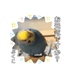 インコぷくこのスタンプ（個別スタンプ：16）