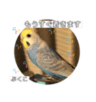 インコぷくこのスタンプ（個別スタンプ：17）