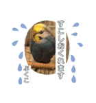 インコぷくこのスタンプ（個別スタンプ：18）