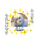 インコぷくこのスタンプ（個別スタンプ：19）