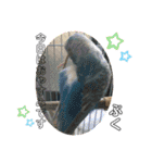 インコぷくこのスタンプ（個別スタンプ：20）