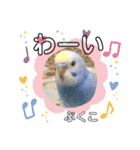 インコぷくこのスタンプ（個別スタンプ：21）