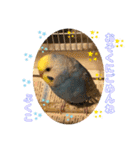 インコぷくこのスタンプ（個別スタンプ：22）