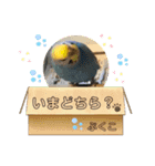 インコぷくこのスタンプ（個別スタンプ：23）