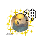 インコぷくこのスタンプ（個別スタンプ：24）