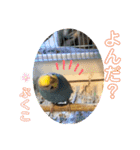 インコぷくこのスタンプ（個別スタンプ：26）