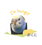 インコぷくこのスタンプ（個別スタンプ：28）