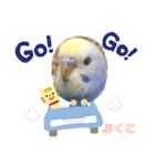 インコぷくこのスタンプ（個別スタンプ：29）
