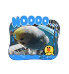 インコぷくこのスタンプ（個別スタンプ：30）