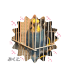 インコぷくこのスタンプ（個別スタンプ：31）