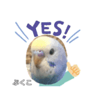 インコぷくこのスタンプ（個別スタンプ：33）