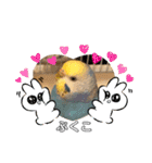 インコぷくこのスタンプ（個別スタンプ：34）