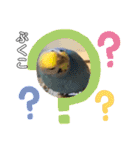 インコぷくこのスタンプ（個別スタンプ：35）