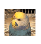 インコぷくこのスタンプ（個別スタンプ：36）