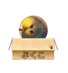インコぷくこのスタンプ（個別スタンプ：37）