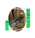 インコぷくこのスタンプ（個別スタンプ：39）