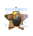 インコぷくこのスタンプ（個別スタンプ：40）