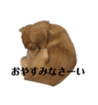 チワックスのはなちゃん（個別スタンプ：11）