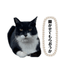 アロー猫（個別スタンプ：1）
