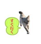 アロー猫（個別スタンプ：2）