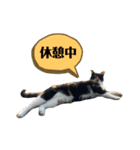 アロー猫（個別スタンプ：3）