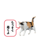 アロー猫（個別スタンプ：5）