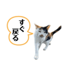 アロー猫（個別スタンプ：6）