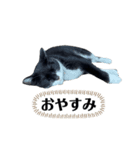 アロー猫（個別スタンプ：7）