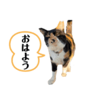 アロー猫（個別スタンプ：8）