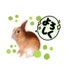 うさぎの若6（個別スタンプ：2）
